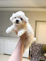 john, a male Maltipom for sale in New York City, NY – Photo 2 of 3