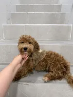 jack, a male Maltipoo for sale in New York City, NY – 3 of 6