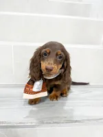 dachshund 2, a male Miniature Dachshund for sale in New York City, NY – 8 of 10