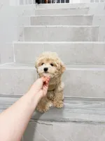 vinn, a male Maltipoo for sale in New York City, NY – 5 of 10