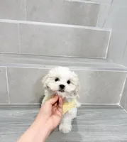 amy, a female Shihpoo for sale in New York City, NY – Photo 7 of 10