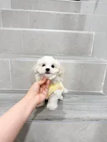 amy, a female Shihpoo for sale in New York City, NY – Photo 6 of 10