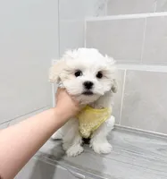 amy, a female Shihpoo for sale in New York City, NY – Photo 5 of 10