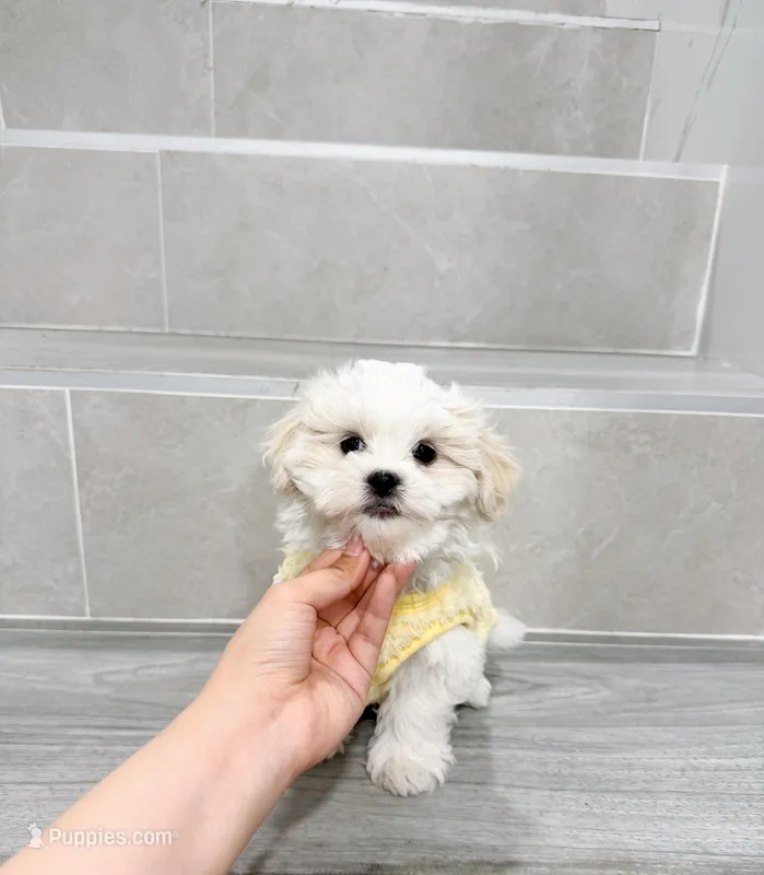 amy – Shihpoo puppy for sale in New York City, NY
