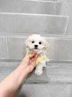 amy, a female Shihpoo for sale in New York City, NY – Photo 2 of 10