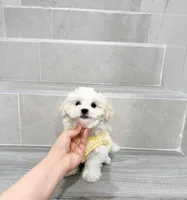 amy, a female Shihpoo for sale in New York City, NY – Photo 3 of 10