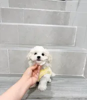 amy, a female Shihpoo for sale in New York City, NY – Photo 4 of 10