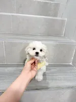 amy, a female Shihpoo for sale in New York City, NY – Photo 9 of 10