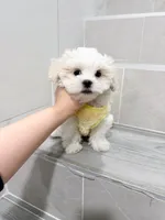 amy, a female Shihpoo for sale in New York City, NY – Photo 8 of 10