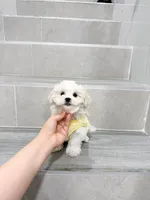 amy, a female Shihpoo for sale in New York City, NY – Photo 10 of 10