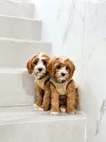 anne, a male Cavapoo for sale in New York City, NY – 6 of 10