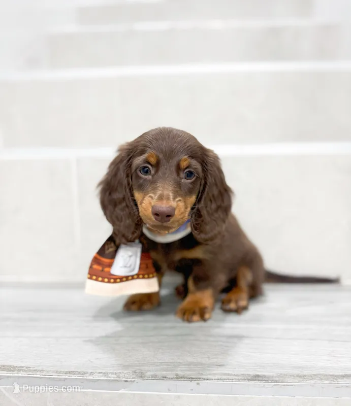 dachshund 2 – Miniature Dachshund puppy for sale in New York City, NY