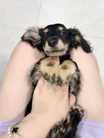 milk, a male Miniature Dachshund for sale in New York City, NY – 9 of 9