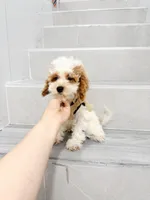 maggie, a female Cavapoo for sale in New York City, NY – 3 of 10