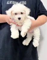 annie, a female Bichon Frise for sale in New York City, NY – 2 of 10