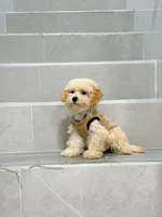 ann, a female Bichon Frise and Poodle - Toy  for sale in New York City, NY – 6 of 9