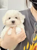 jerry, a male Bichon Frise for sale in New York City, NY – 4 of 7
