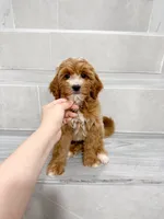 jason, a male Cavapoo for sale in New York City, NY – 4 of 10