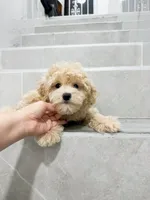 vinn, a male Maltipoo for sale in New York City, NY – 10 of 10