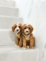 anne, a male Cavapoo for sale in New York City, NY – 2 of 10