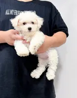 annie, a female Bichon Frise for sale in New York City, NY – 5 of 10