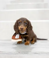 dachshund 2, a male Miniature Dachshund for sale in New York City, NY – 3 of 10
