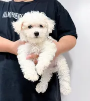 annie, a female Bichon Frise for sale in New York City, NY – 10 of 10