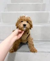 jack, a male Maltipoo for sale in New York City, NY – Photo 2 of 8
