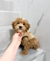 jack, a male Maltipoo for sale in New York City, NY – Photo 8 of 8