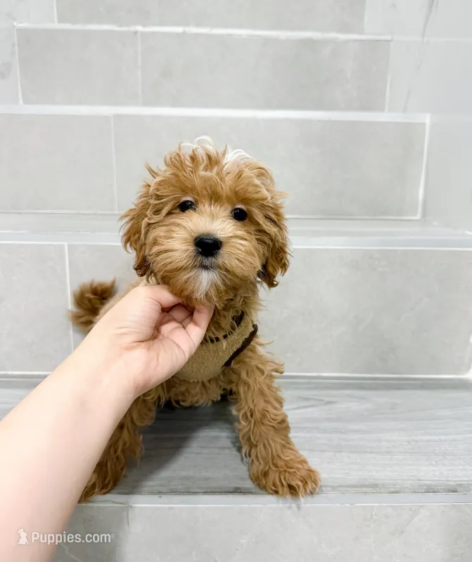 jack – Maltipoo puppy for sale in New York City, NY