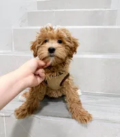 jack, a male Maltipoo for sale in New York City, NY – Photo 7 of 8