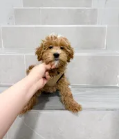 jack, a male Maltipoo for sale in New York City, NY – Photo 4 of 8