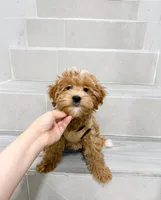 jack, a male Maltipoo for sale in New York City, NY – Photo 5 of 8