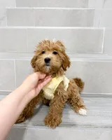 jack, a male Maltipoo for sale in New York City, NY – Photo 6 of 8