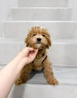 jack, a male Maltipoo for sale in New York City, NY – Photo 3 of 8