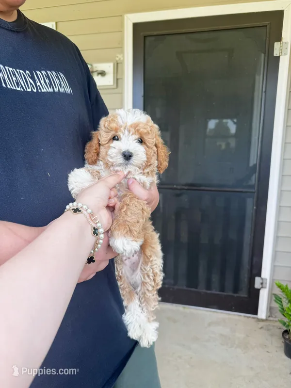 Vincent – Maltipoo puppy for sale in New York City, NY