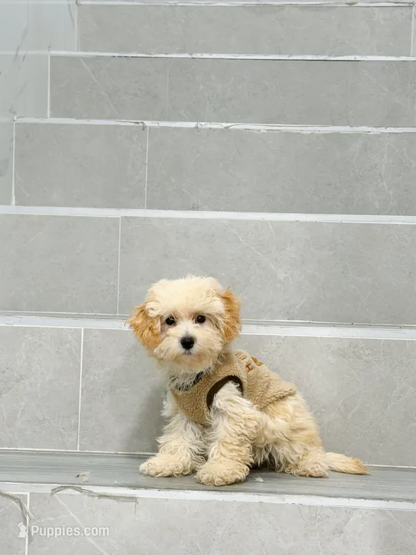ann – Bichon Frise, Poodle - Toy  puppy for sale in New York City, NY