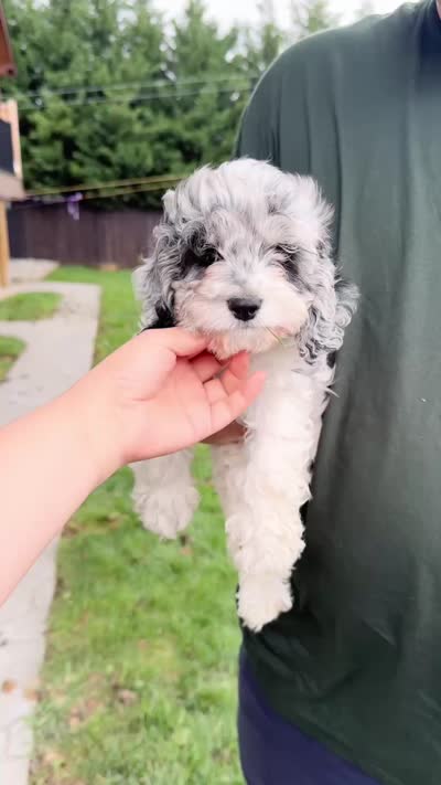Merle, a female Cockapoo for sale in New York City, NY – 2 of 2
