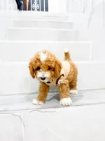 jacky, a male Maltipoo for sale in New York City, NY – 2 of 10