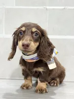 dachshund 1, a male Miniature Dachshund for sale in New York City, NY – 8 of 10