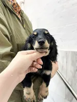 milk, a male Miniature Dachshund for sale in New York City, NY – 7 of 9