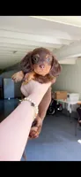 amy, a female Miniature Dachshund for sale in New York City, NY – 1 of 4