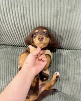 jacky, a male Miniature Dachshund for sale in New York City, NY – 6 of 7
