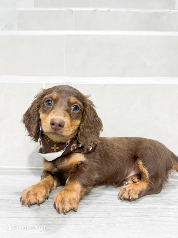 dachshund 3 – Miniature Dachshund puppy for sale in New York City, NY