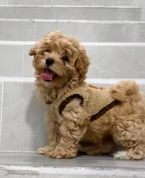 Jason, a male Maltipoo for sale in New York City, NY – 4 of 10