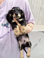 milk, a male Miniature Dachshund for sale in New York City, NY – 5 of 9