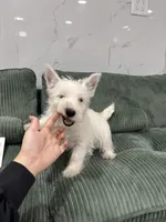 west, a male West Highland White Terrier for sale in New York City, NY – 3 of 4