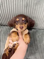 jacky, a male Miniature Dachshund for sale in New York City, NY – 3 of 7