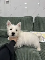 west, a male West Highland White Terrier for sale in New York City, NY – 4 of 4