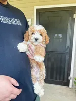 Vincent, a male Maltipoo for sale in New York City, NY – 2 of 3